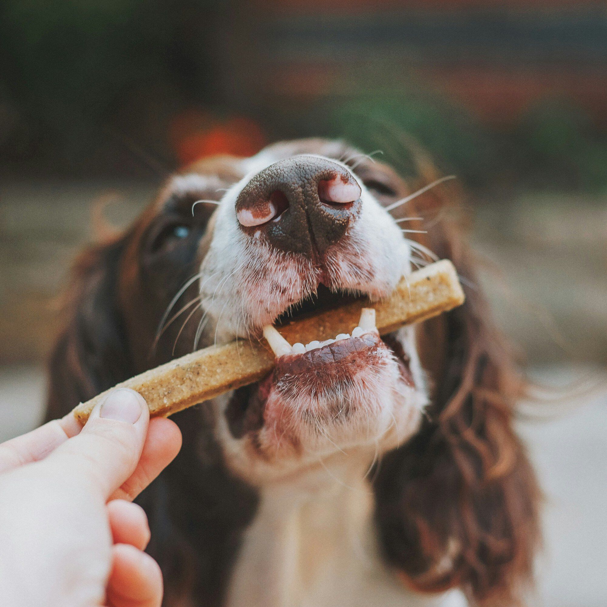 <b>WHY IS FIBRE SO IMPORTANT FOR DOGS?</b><br><br>Find out how fibre for dogs affects everything from their poo to weight management, plus how to know if your dog is getting enough fibre&hellip;</br>